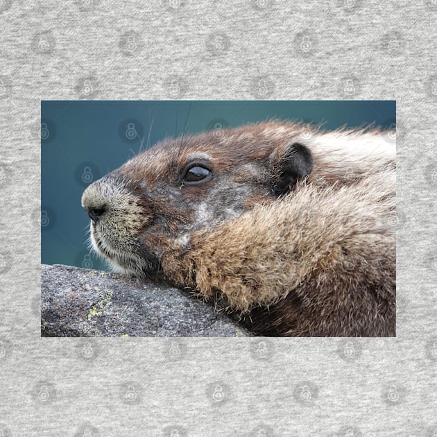 Marmot in Mount Rainier National Park by SDym Photography